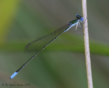 Nehalennia gracilis, male